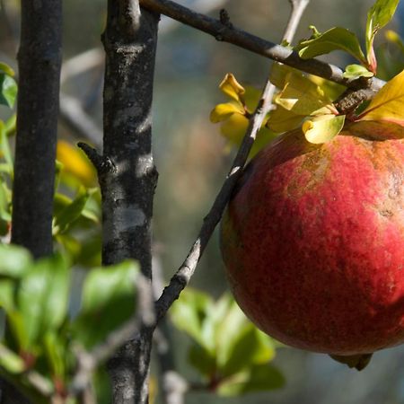 El Jardin De Los Suenos Rodalquilar Kültér fotó