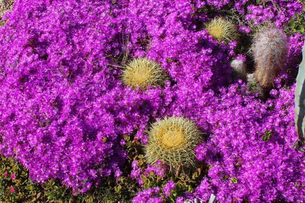 El Jardin De Los Suenos Rodalquilar Kültér fotó